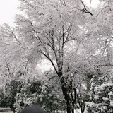 无情嗑药鸡