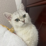 是77不是七七