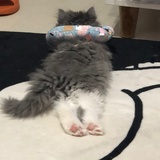 我有一只鳌拜