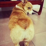 马里奥