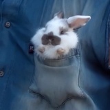 只是一只小兔子