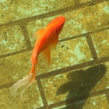 停业整顿