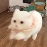 小桃困告哩