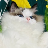 大聪明和胆小鬼