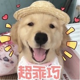 小鸡毛