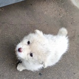 小小音