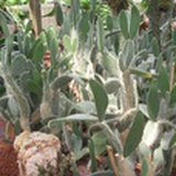 timuthen