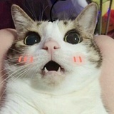 肥臀大橘猫