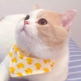 一颗柠檬🍋