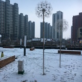 木石