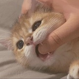 圆滚滚软绵绵