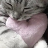 甜幼脸