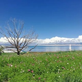 浅水鱼yl
