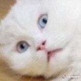 河正宇的猫