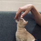 屿