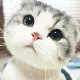 熊锅锅