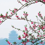 清