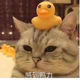 落苏