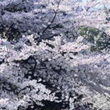 雯熙君