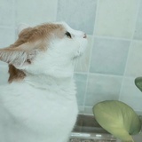 息兮