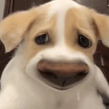 矮子骑士