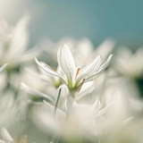 森里花园