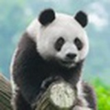 敖丙