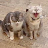 认真你就输了