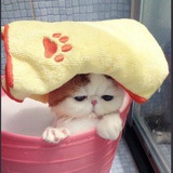 smelly cat