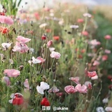 仁哥