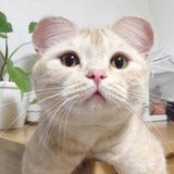 老刘
