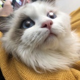 陆陆柒柒