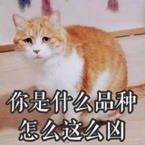 爱上一个江湖骗子