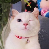你是大傻子吗