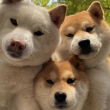 不精独乐