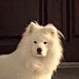 lizi