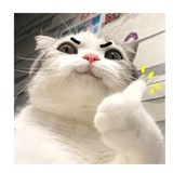 吃瓜的猹