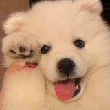 谁还不是小猫咪