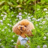 牛逼哄哄