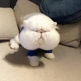 摆烂一号