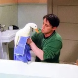 Joey与鸽
