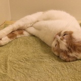 橘子味儿的猫