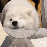 可可兔