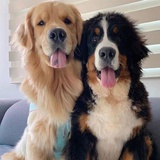 Puppyluv
