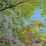 山月