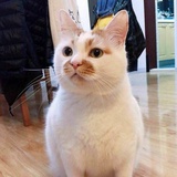 半纸药笺