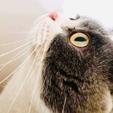西早谭