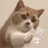 灵魂是难养的花