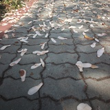 ReducedNicotin