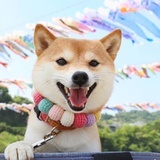 树梢上的七色鸟